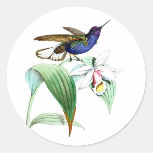 Sticker Rond Oiseau-de-mer n° 1 violet violet violet oiseau fle