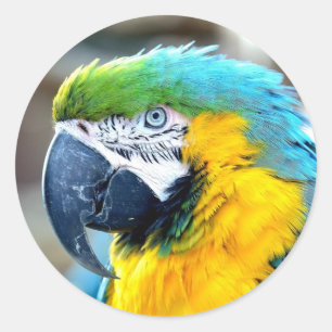 Sticker Rond Oiseau de perroquet Portrait animal