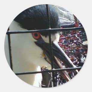 Sticker Rond Oiseau exotique à l'image Zoo