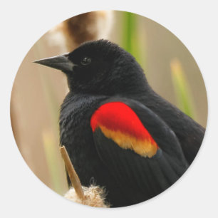 Sticker Rond Oiseau-noir à ailes rouges sur la ruée