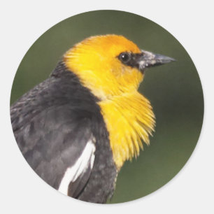 Sticker Rond Oiseau-noir à tête jaune frappant dans le marais