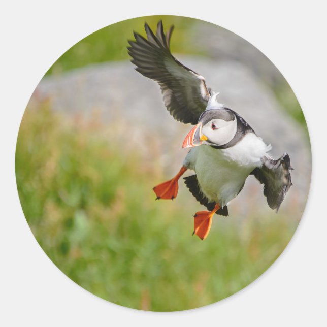 Sticker Rond Oiseau Puffin de l'Atlantique volant autour autoco (Devant)