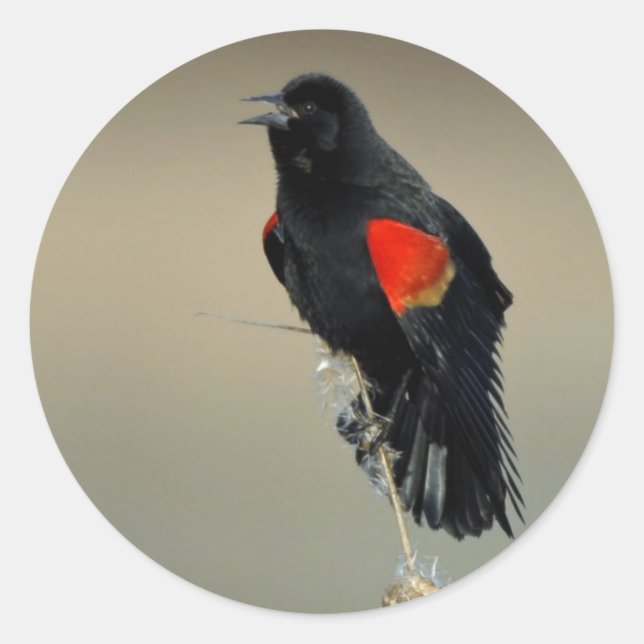 Sticker Rond Oiseau roux (Devant)