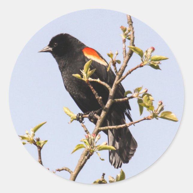 Sticker Rond Oiseau roux (Devant)