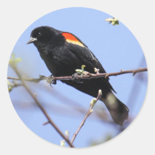 Sticker Rond Oiseau roux