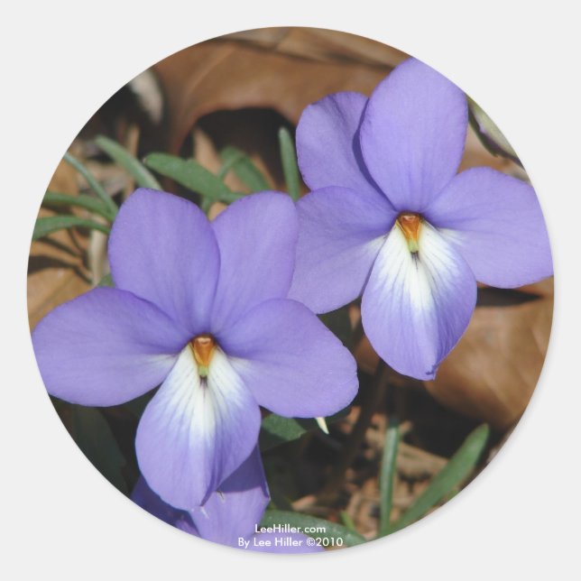 Sticker Rond Oiseaux fleur sauvage-Pied Violet III Cadeaux et v (Devant)