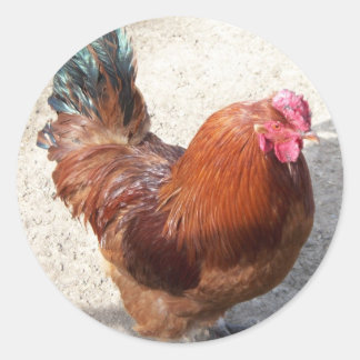 Sticker Rond Ole Red Rooster