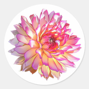 Sticker Rond Ombre pâle Orange Rose Giant Dahlia Fleur