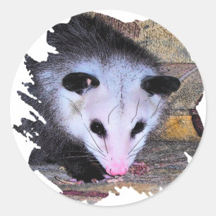 Sticker Rond Opossum d'opossum