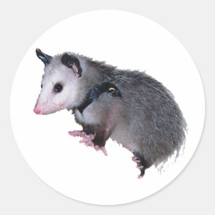 Sticker Rond Opossum Possum génial