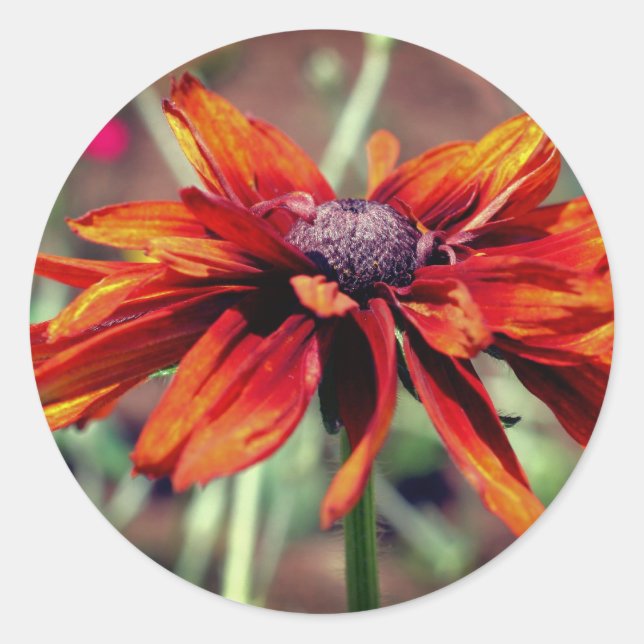 Sticker Rond Orange Black Eyed Susan Flower  (Devant)