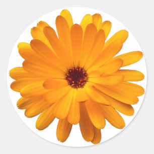 Sticker Rond Orange Marigold