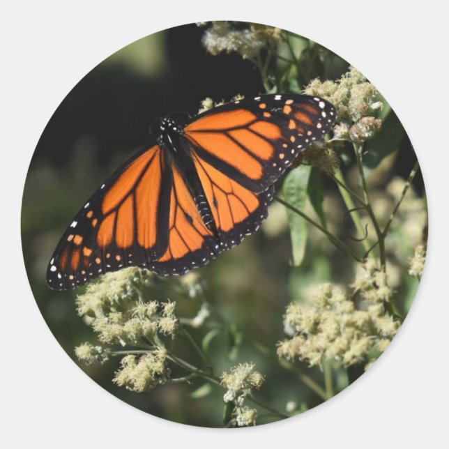 Sticker Rond Orange Noir Monarque Papillon Nature Photographie (Devant)
