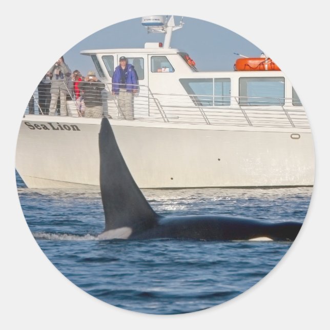 Sticker Rond Orca Killer Whale -transitoire, washington (Devant)