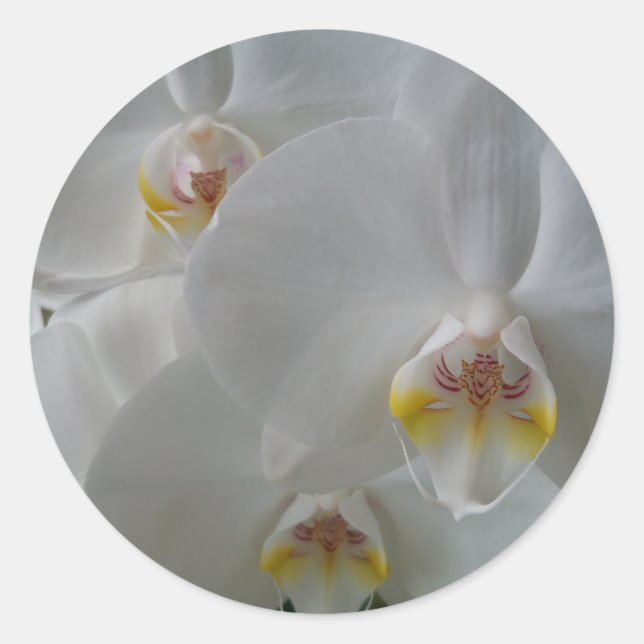 Sticker Rond Orchidée blanche délicate sur une feuille d'autoco (Devant)