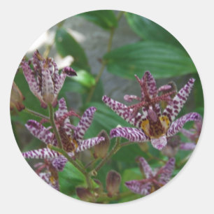 Sticker Rond Orchidée blanche rayée violette rose comme lys de 