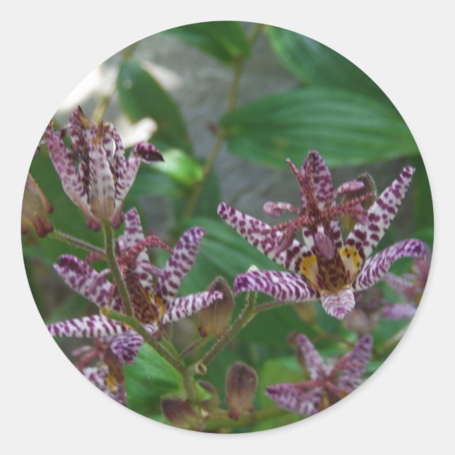 Sticker Rond Orchidée blanche rayée violette rose comme lys de  (Devant)