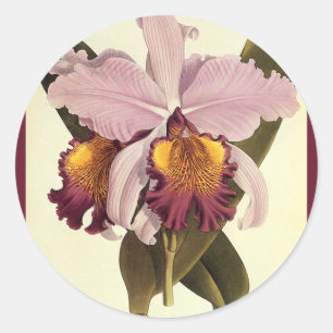 Sticker Rond Orchidée Cattleya Pourpre Vintage, Fleurs Tropical