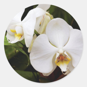 Sticker Rond Orchidée Lune Blanche (Phalaenopsis Aphrodite)