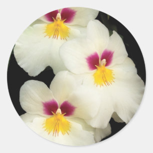 Sticker Rond Orchidée - Miltoniopsis - Les Trois Amis