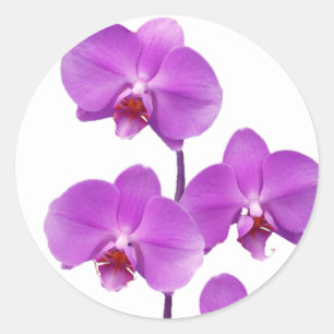 Sticker Rond Orchidée rev2 pourpre 600