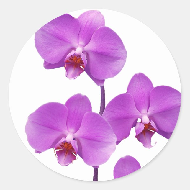 Sticker Rond Orchidée rev2 pourpre 600 (Devant)