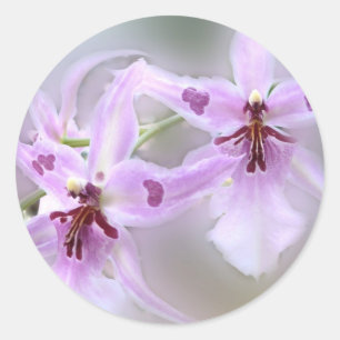 Sticker Rond Orchidées