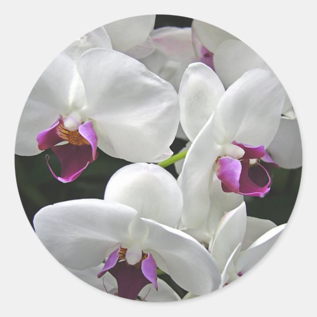 Sticker Rond Orchidées blanches (Devant)