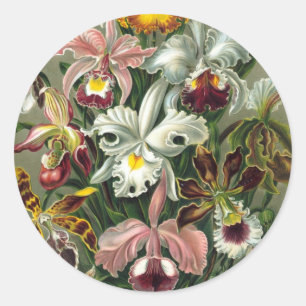 Sticker Rond Orchidées Ernst Haeckel, Fleurs Vintages de la for