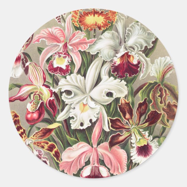 Sticker Rond Orchidées, Orchidée Denusblumen par Ernst Haeckel (Devant)