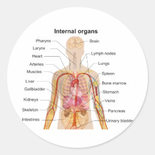 Sticker Rond Organes internes importants dans le diagramme de