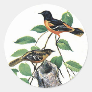 Sticker Rond Orioles de Baltimore Illustrés Oiseaux