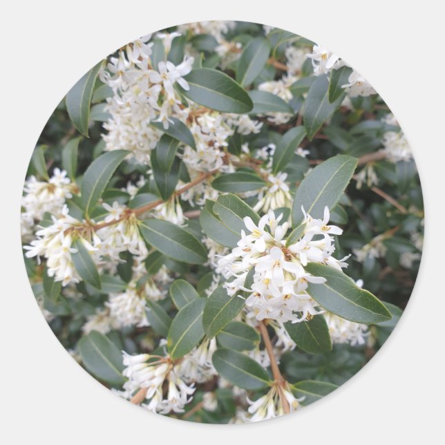 Sticker Rond Osmanthus Burkwoodii dans le parc (Devant)