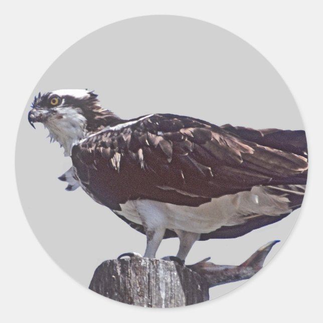 Sticker Rond Osprey Bird (Devant)