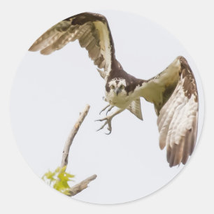 Sticker Rond Osprey Coming