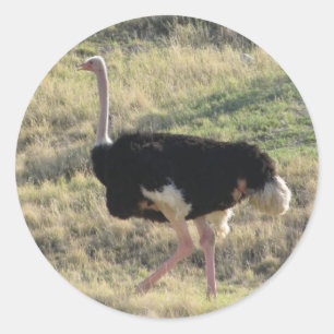 Sticker Rond Ostrich