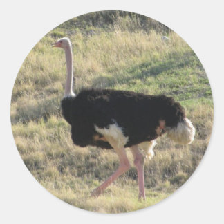 Sticker Rond Ostrich
