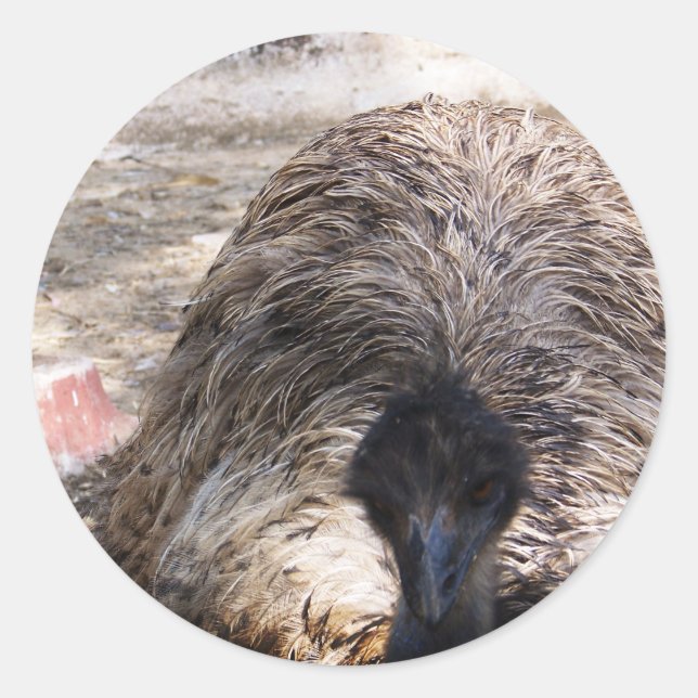Sticker Rond Ostrich.jpg (Devant)
