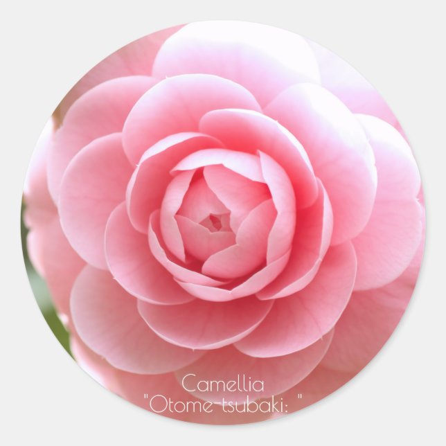 Sticker Rond Otome-tsubaki: Camellia [Round Seal] (Devant)
