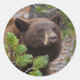 Sticker Rond ours
