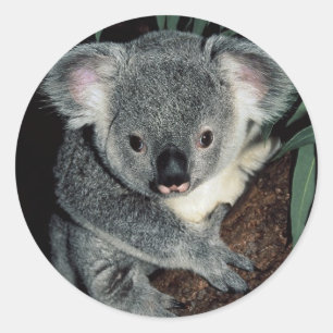 Sticker Rond Ours de koala mignon