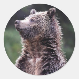 Sticker Rond Ours gris debout