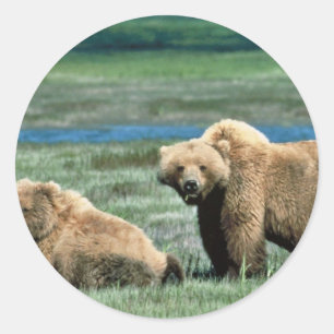 Sticker Rond Ours grizzlis