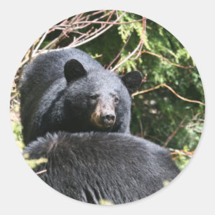 Sticker Rond ours noir