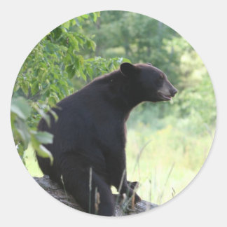 Sticker Rond ours noir assis dans l'arbre