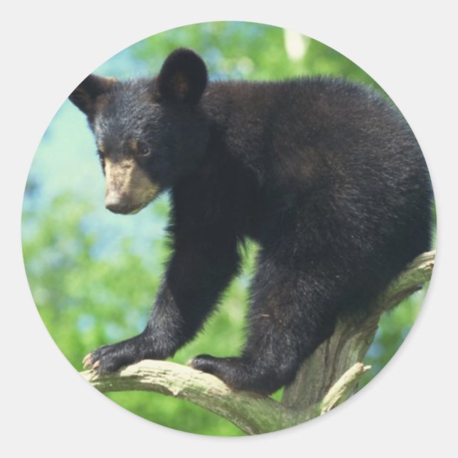 Sticker Rond Ours Noir En Haut D'Un Arbre (Devant)