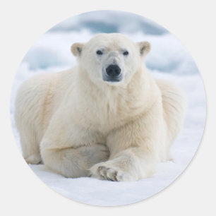 Sticker Rond Ours polaire adulte sur la glace du pack d'été