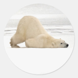 Sticker Rond Ours polaire se grattant sur la toundra gelée
