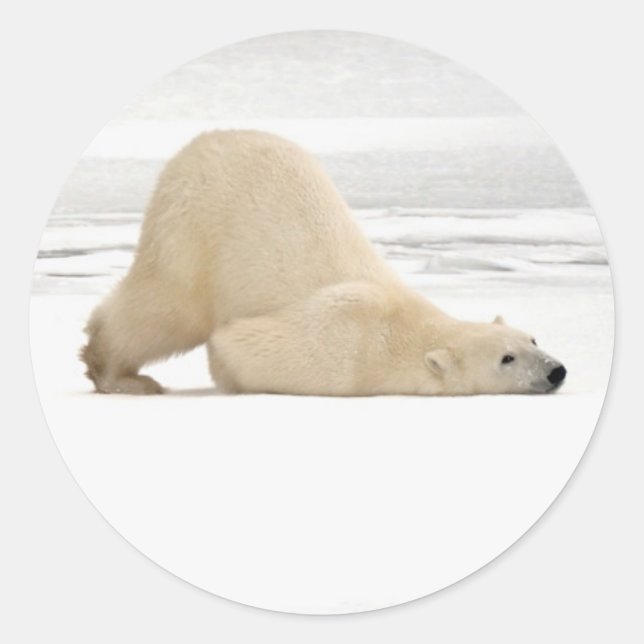 Sticker Rond Ours polaire se grattant sur la toundra gelée (Devant)