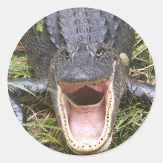 Sticker Rond Ouvrez Large ! Alligator de Floride